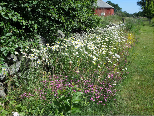 sommarväxter vid byggnad