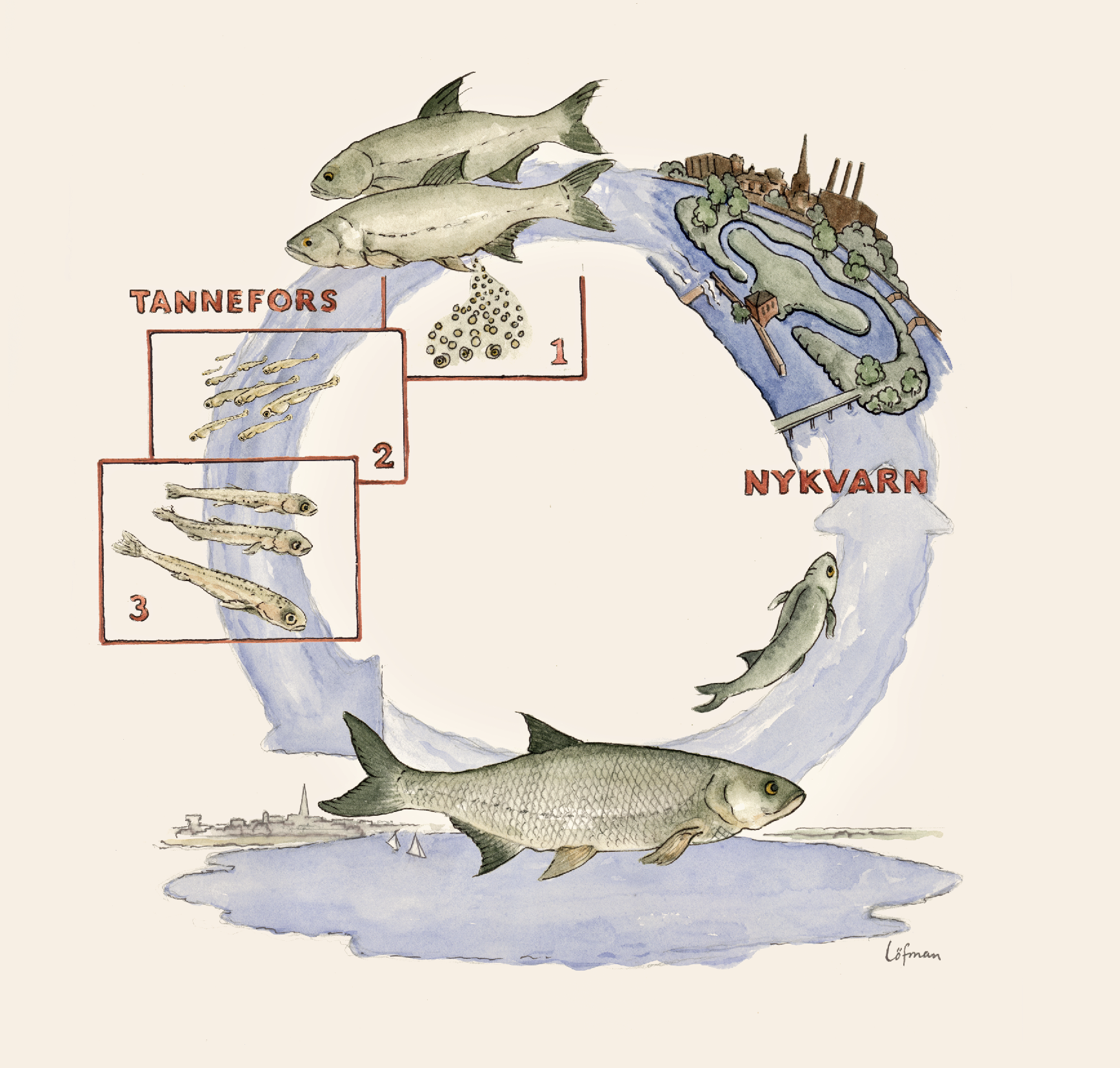 Illustration av fiskvandringen visad som en cirkel, start och slut vid Roxen 